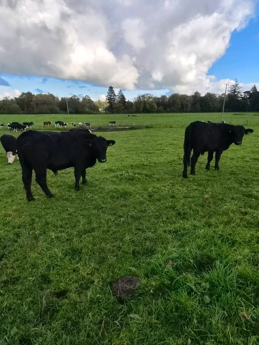 12 Hereford and 6 Angus bullocks - Image 4