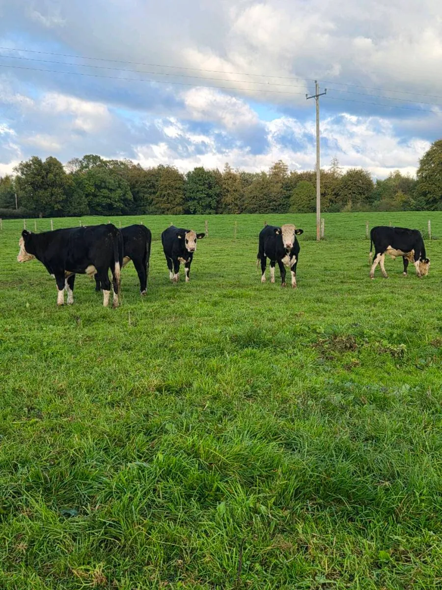 12 Hereford and 6 Angus bullocks - Image 2