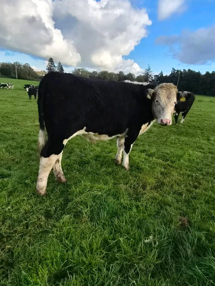 12 Hereford and 6 Angus bullocks - Image 3