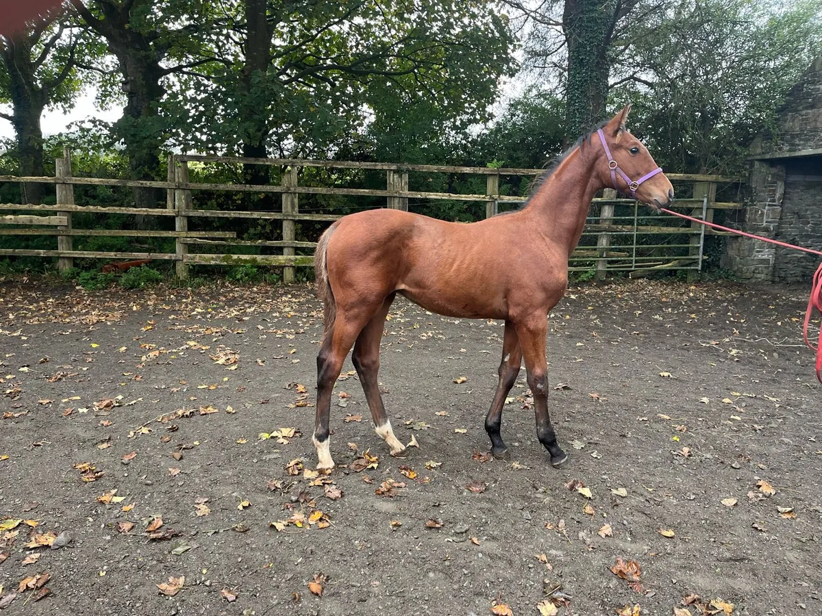 Foal - Image 1