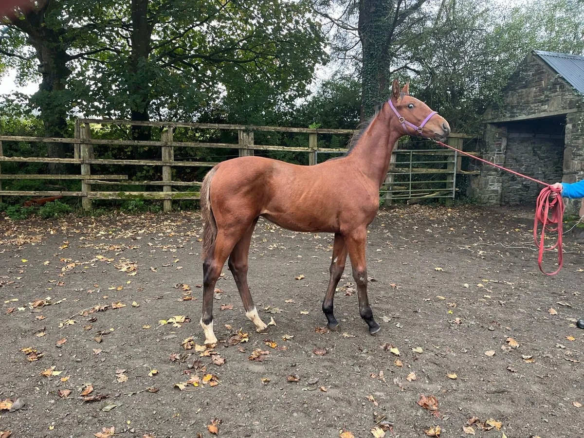 Foal - Image 2