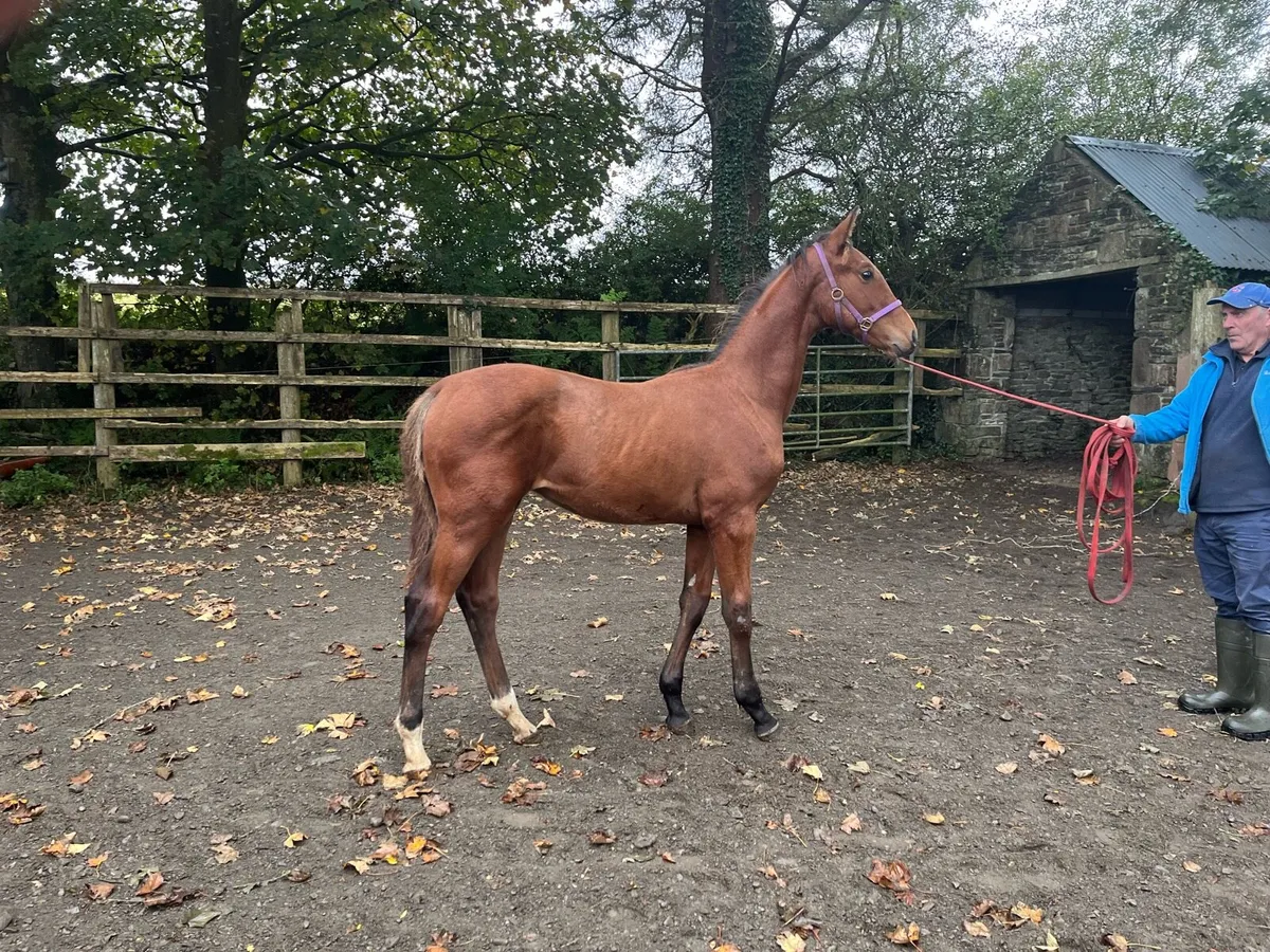 Foal - Image 3