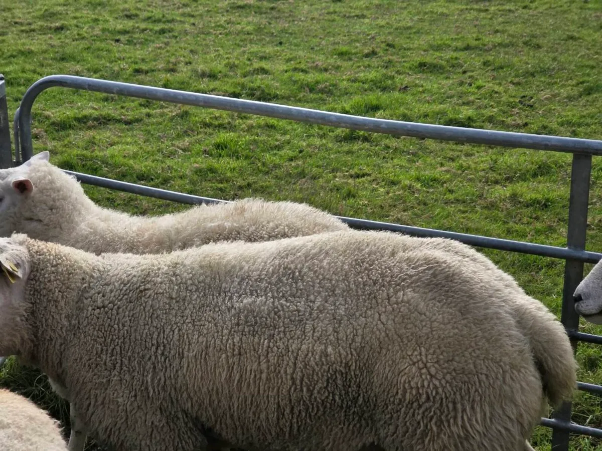 Sheep - Image 1