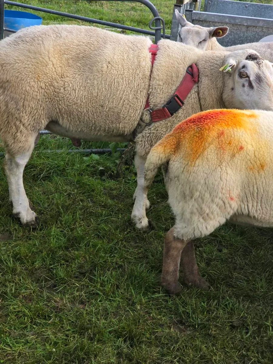 Sheep - Image 2