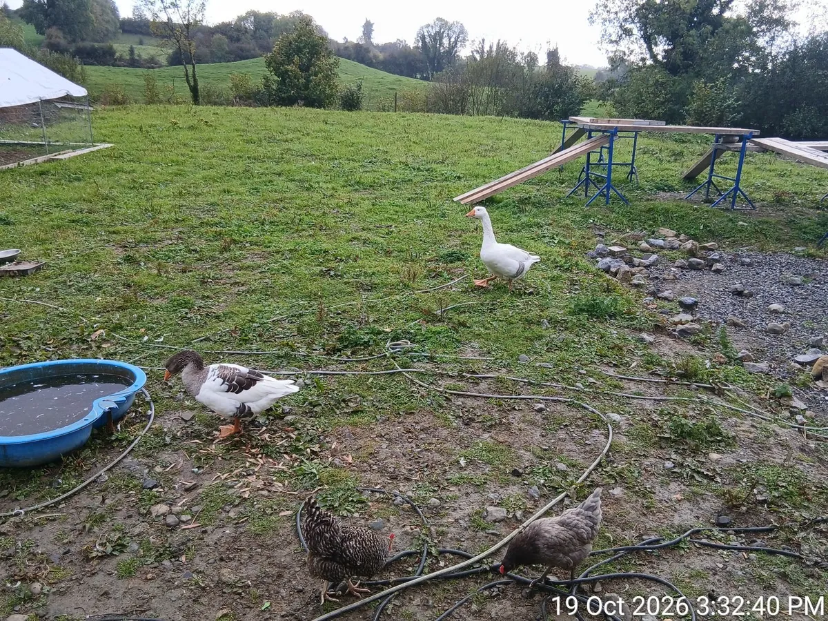 Poultry mix for sale - Image 3