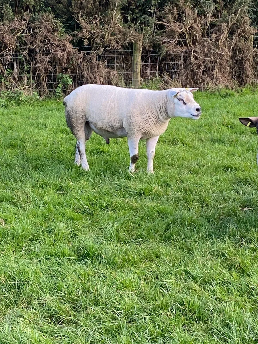 Sufftex shearling ram - Image 3