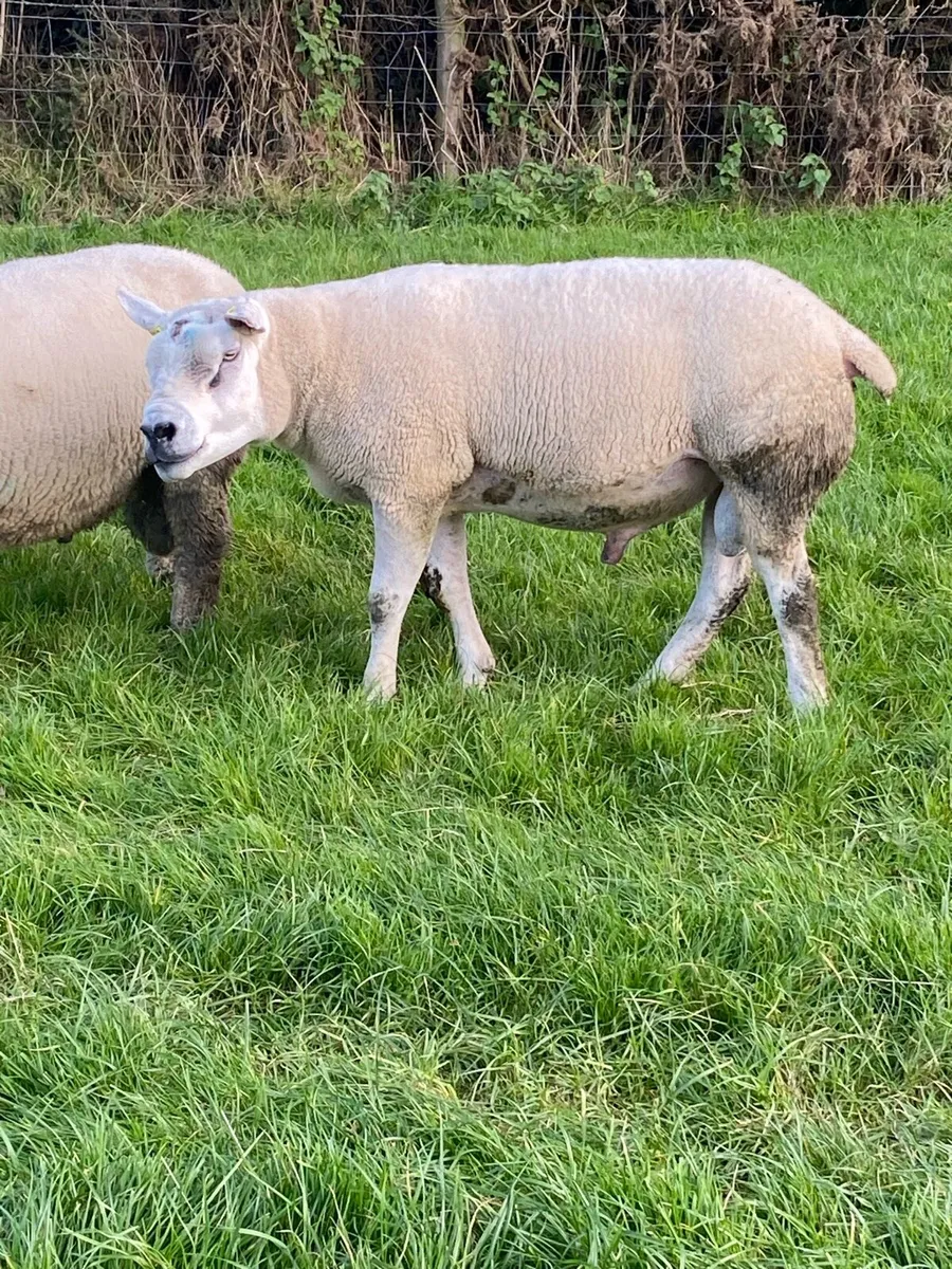 Sufftex shearling ram - Image 4