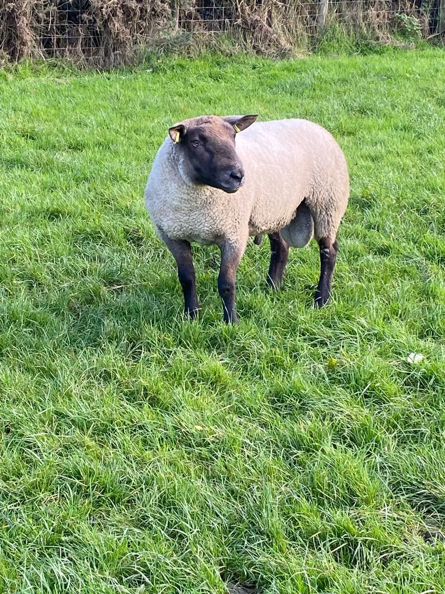 Sufftex shearling ram - Image 1