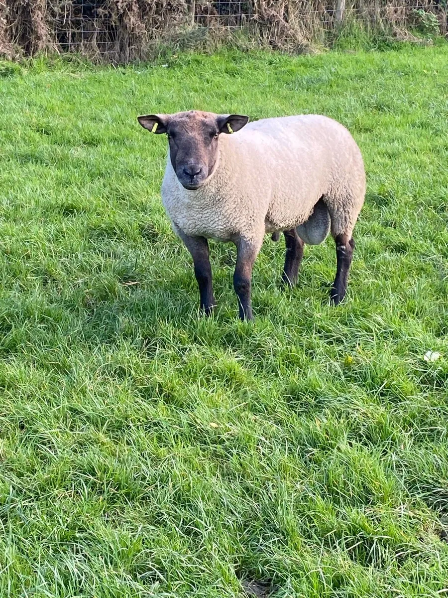 Sufftex shearling ram - Image 2