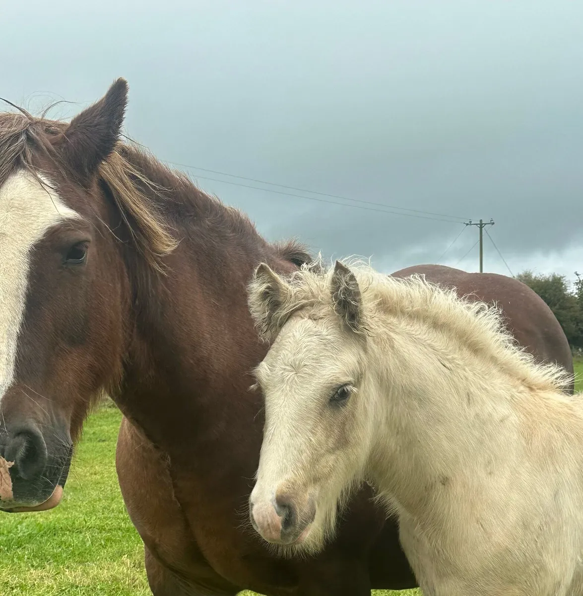 Fabulous Cob Palomino Colt Foal - Image 2