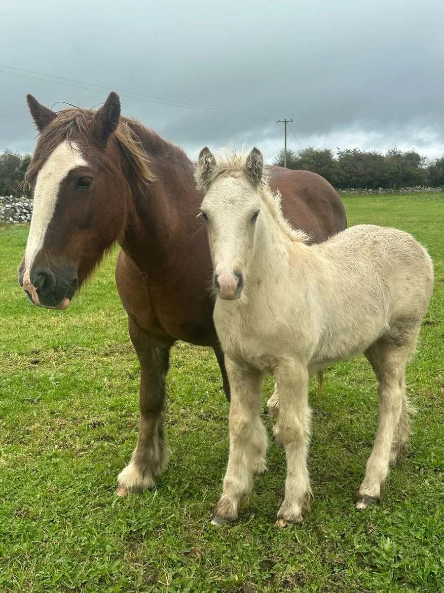 Fabulous Cob Palomino Colt Foal - Image 3