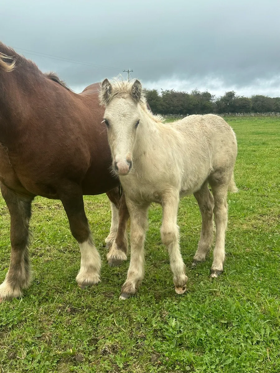Fabulous Cob Palomino Colt Foal - Image 4