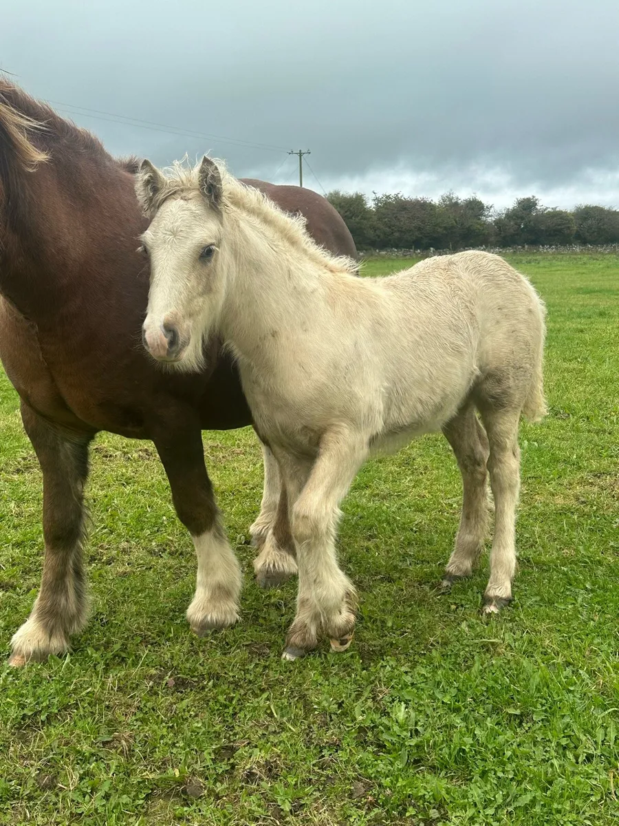 Fabulous Cob Palomino Colt Foal - Image 1