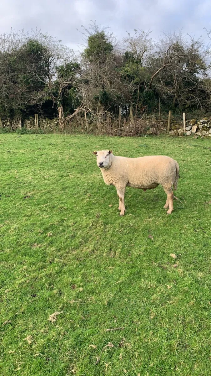 🐏🐏Rams🐏🐏 - Image 1