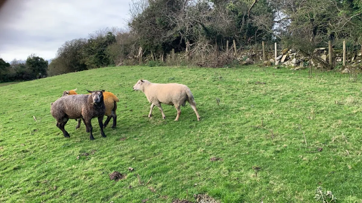 🐏🐏Rams🐏🐏 - Image 2