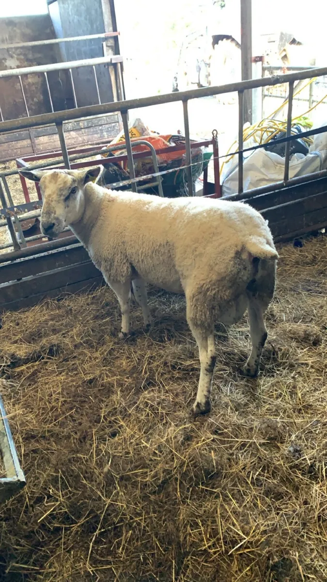 🐏🐏Rams🐏🐏 - Image 3