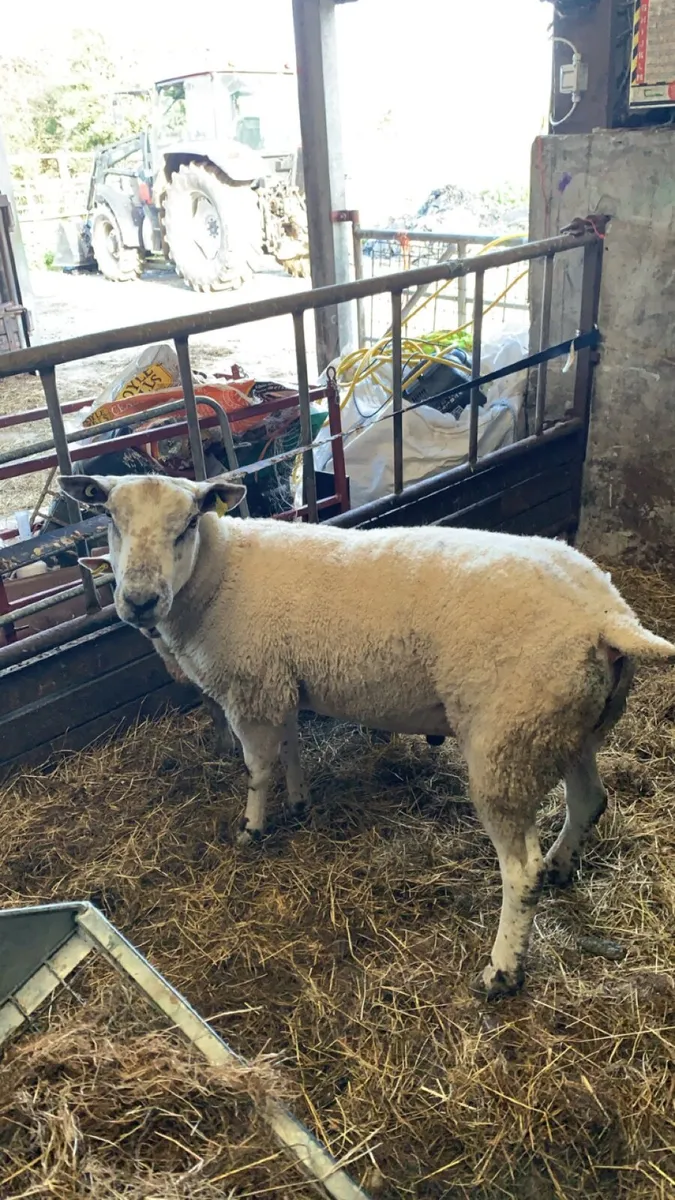 🐏🐏Rams🐏🐏 - Image 4