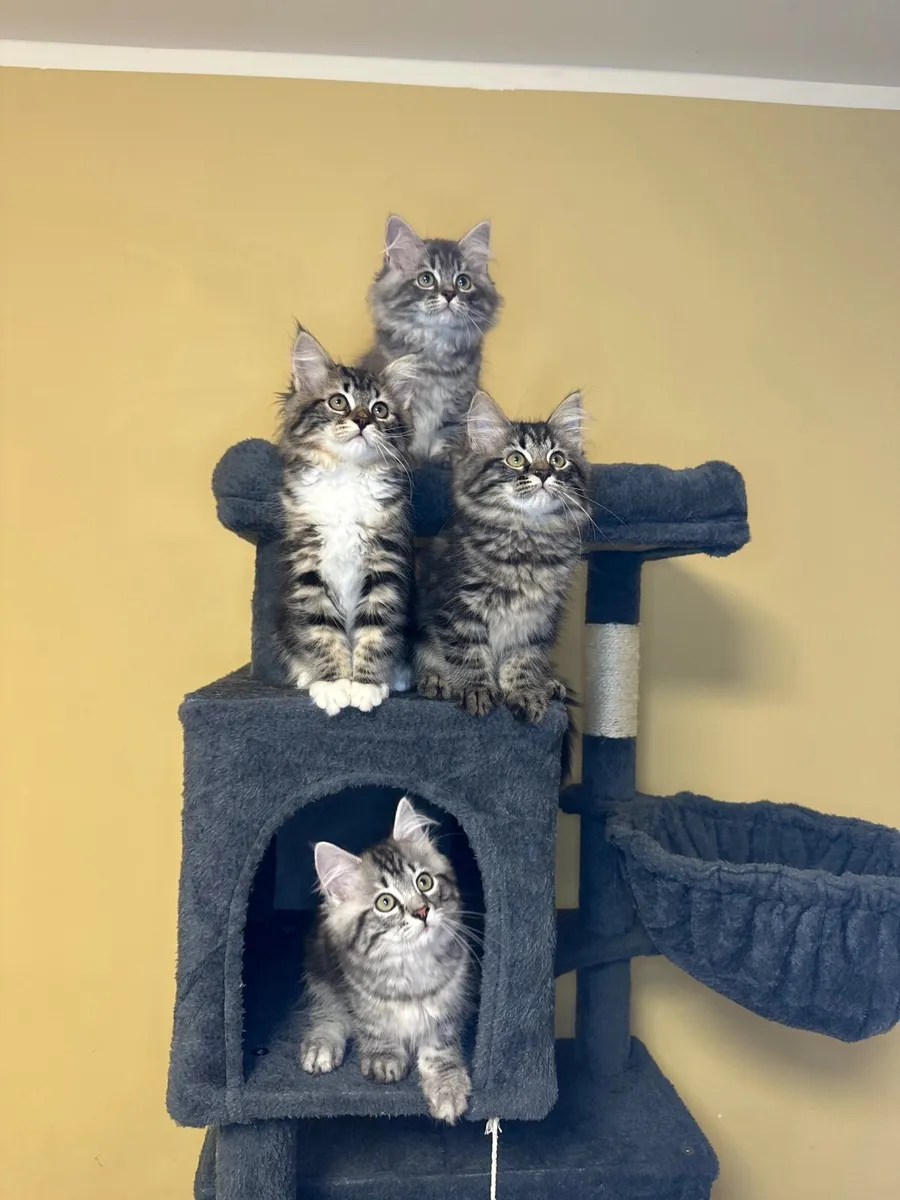 Siberian kittens - Image 2