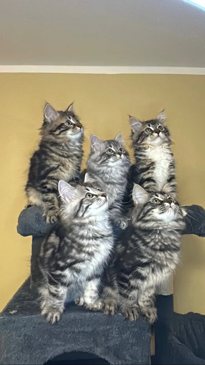 Siberian kittens - Image 1