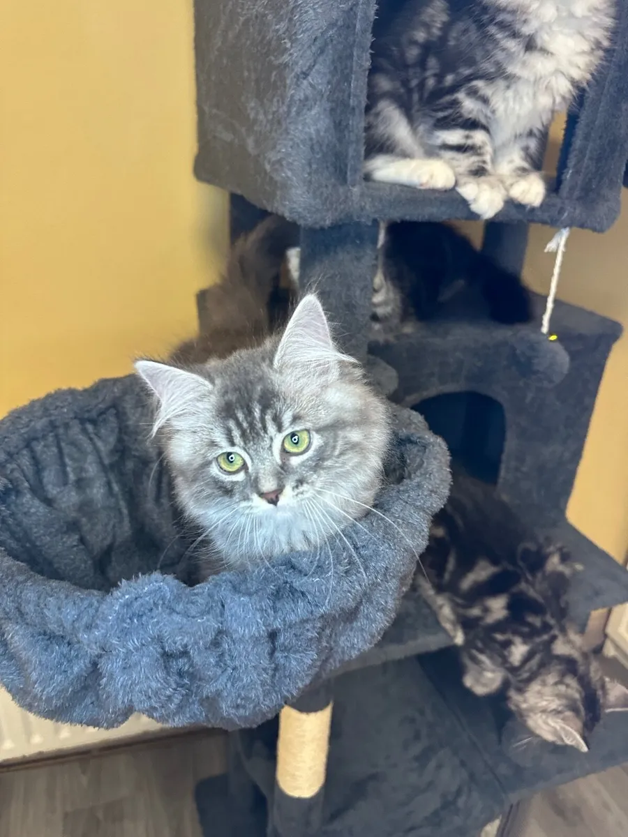 Siberian kittens - Image 4