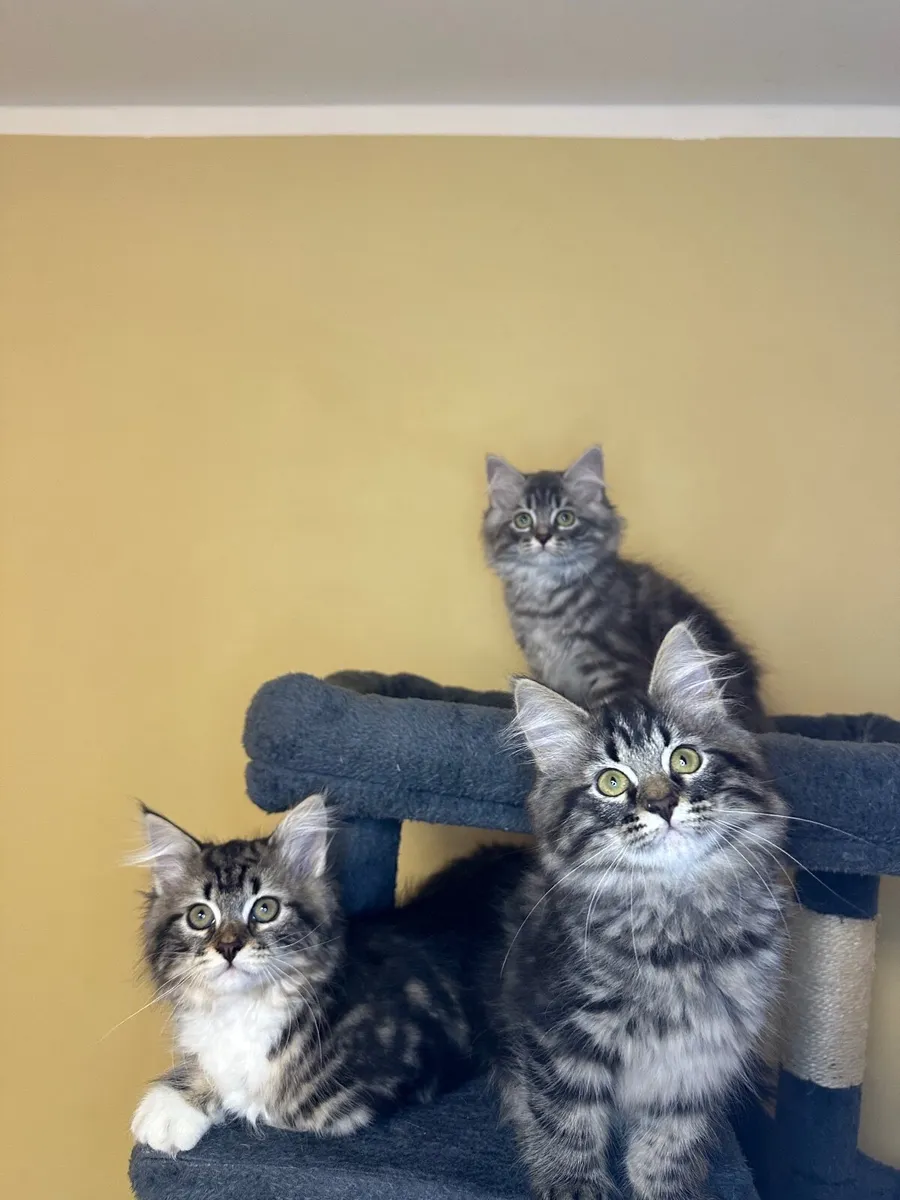 Siberian kittens - Image 3