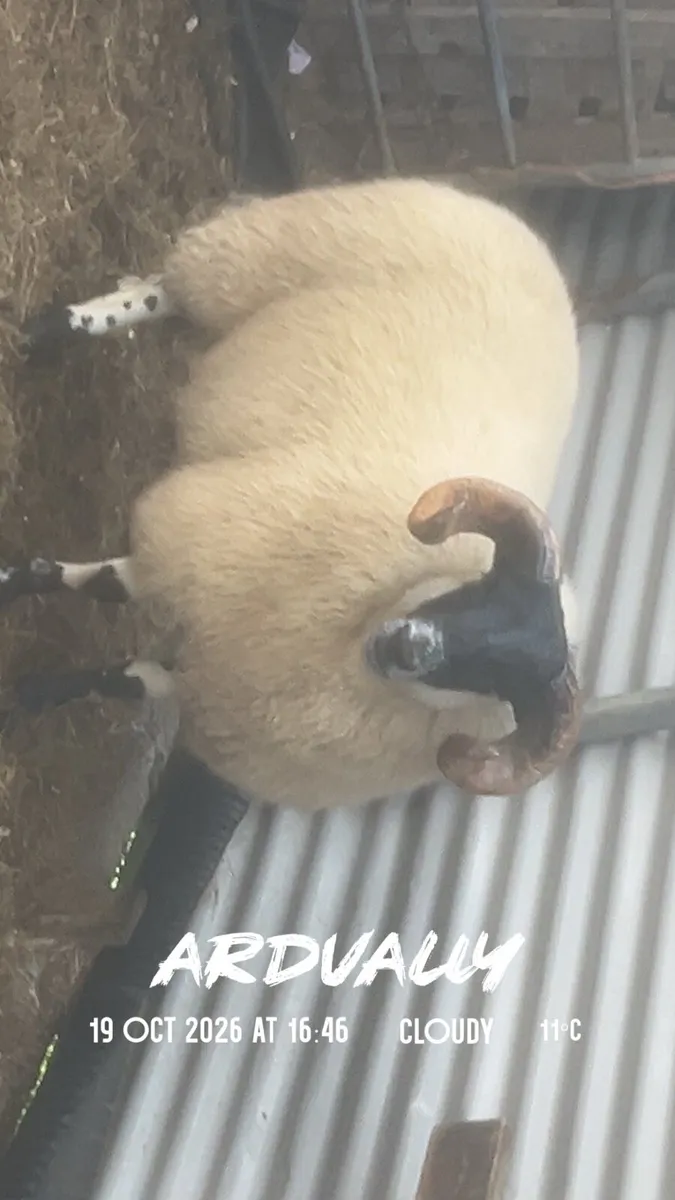 Super , Lanark/ Perth ram lamb
