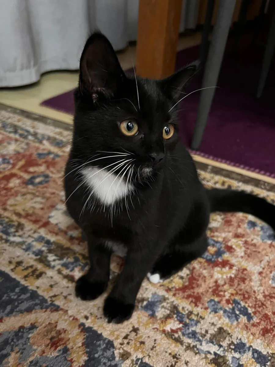 4 month old female kitten. - Image 1