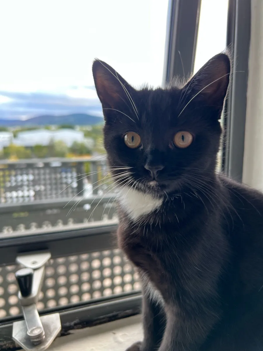 4 month old female kitten. - Image 2
