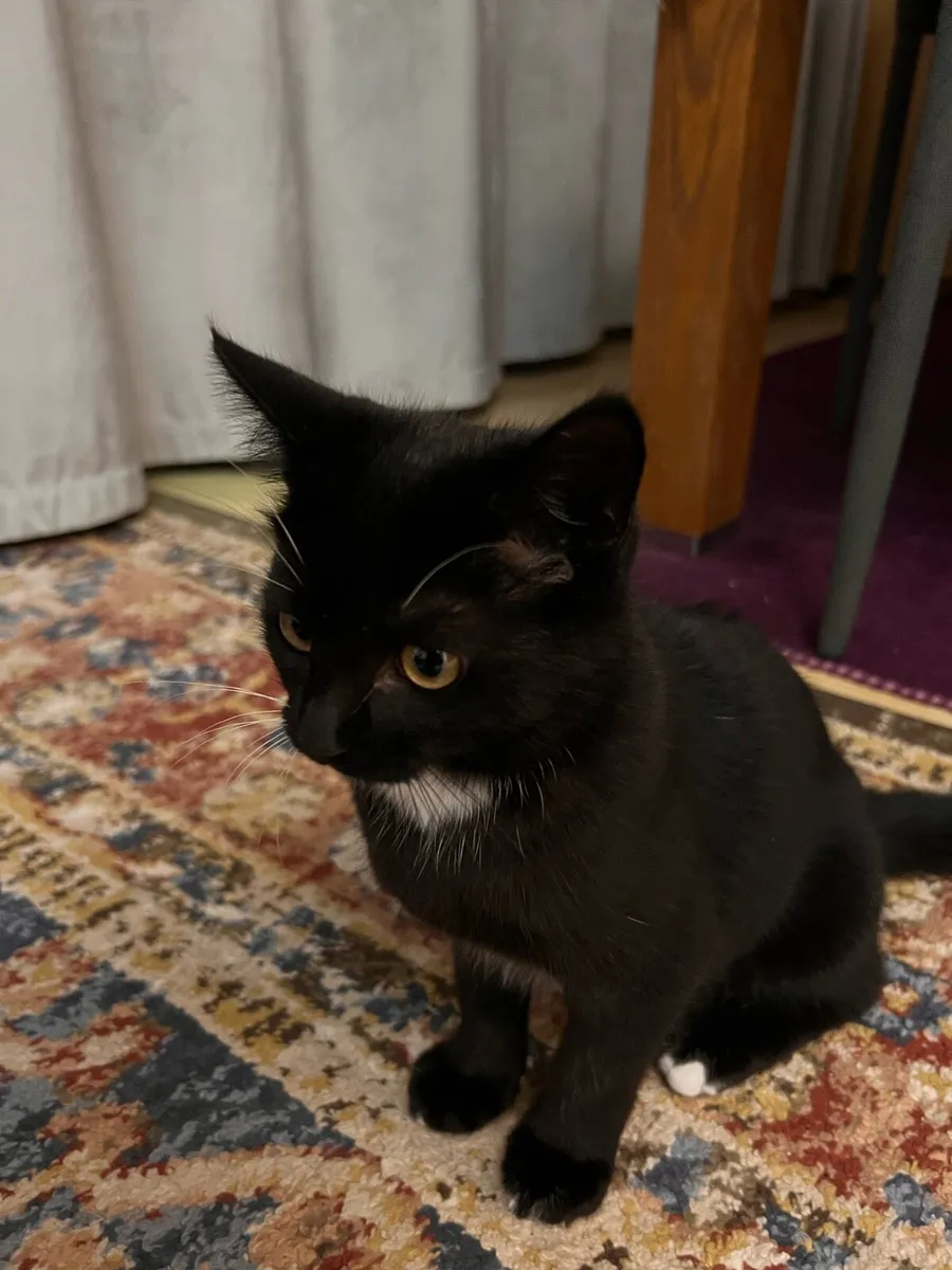 4 month old female kitten. - Image 3