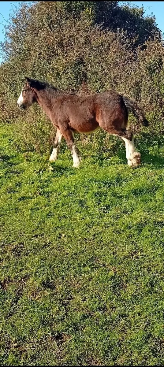 Horse - Image 1