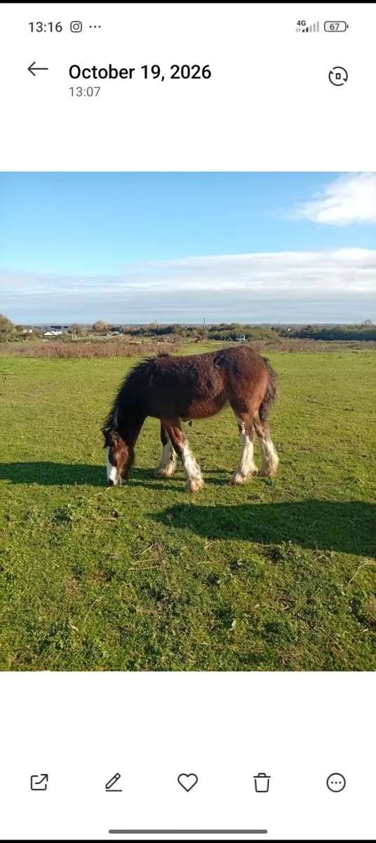 Horse - Image 3
