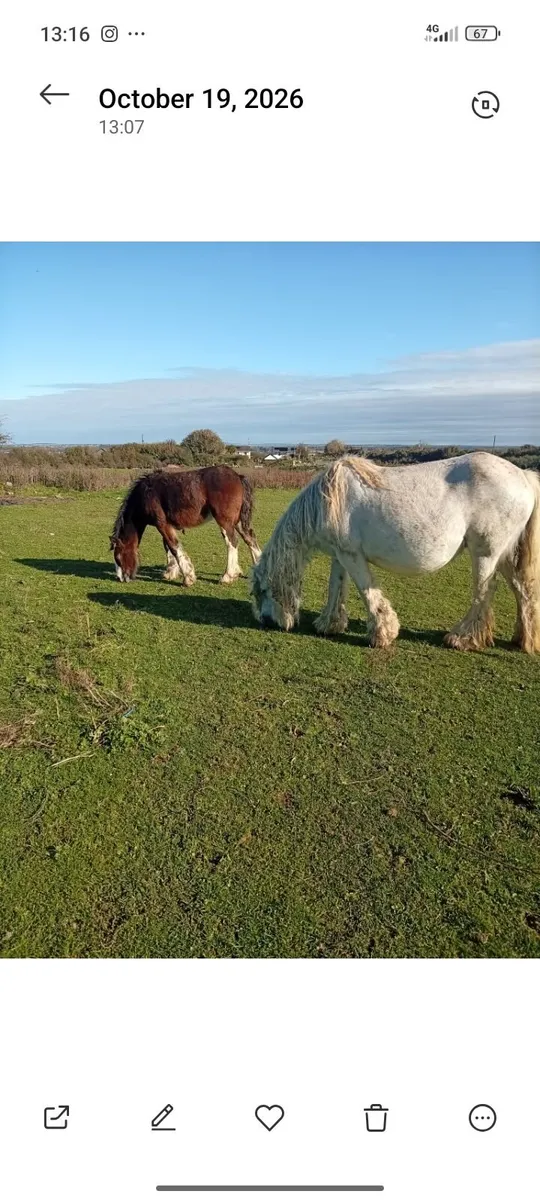 Horse - Image 2