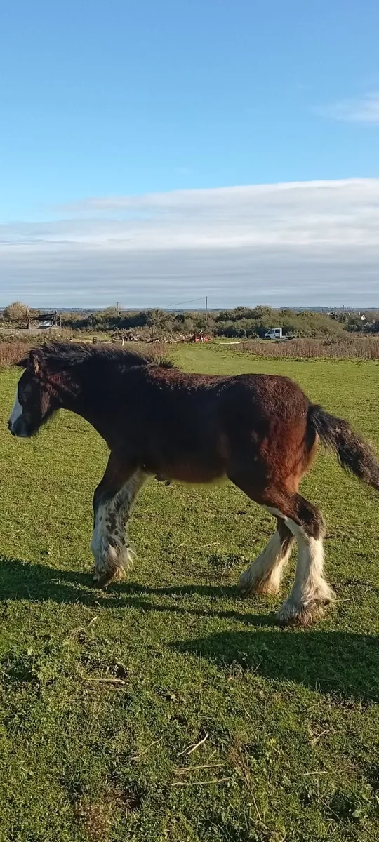 Horse - Image 4