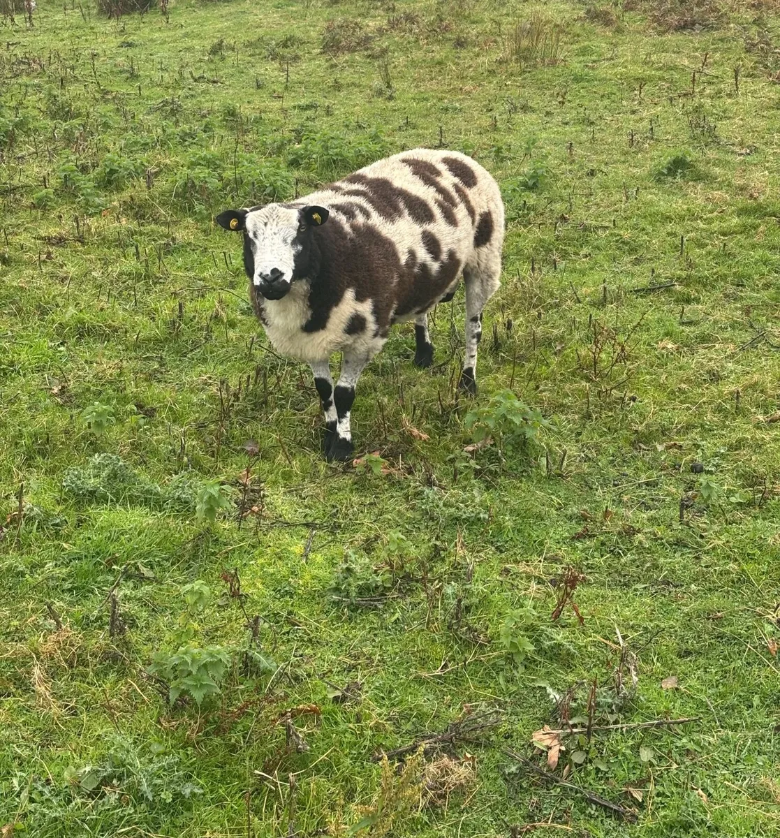 Spotted Dutch Ram - Image 1