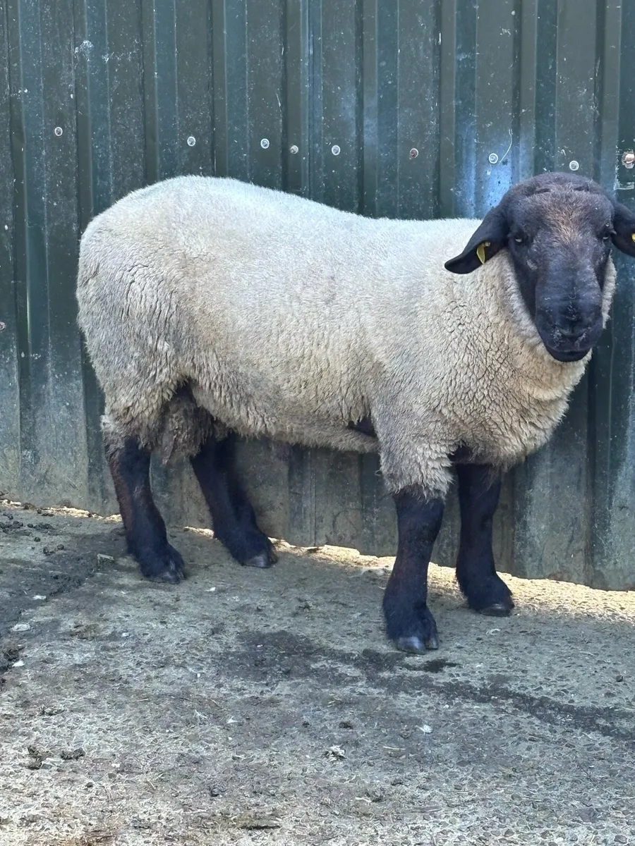 Sheep - Image 2