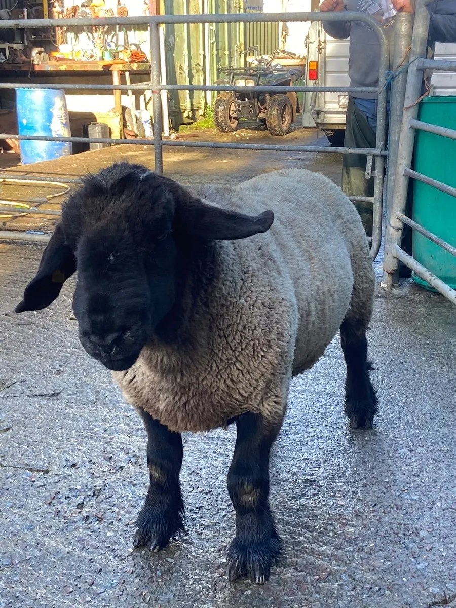 Sheep - Image 4