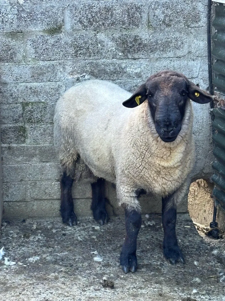 Sheep - Image 1