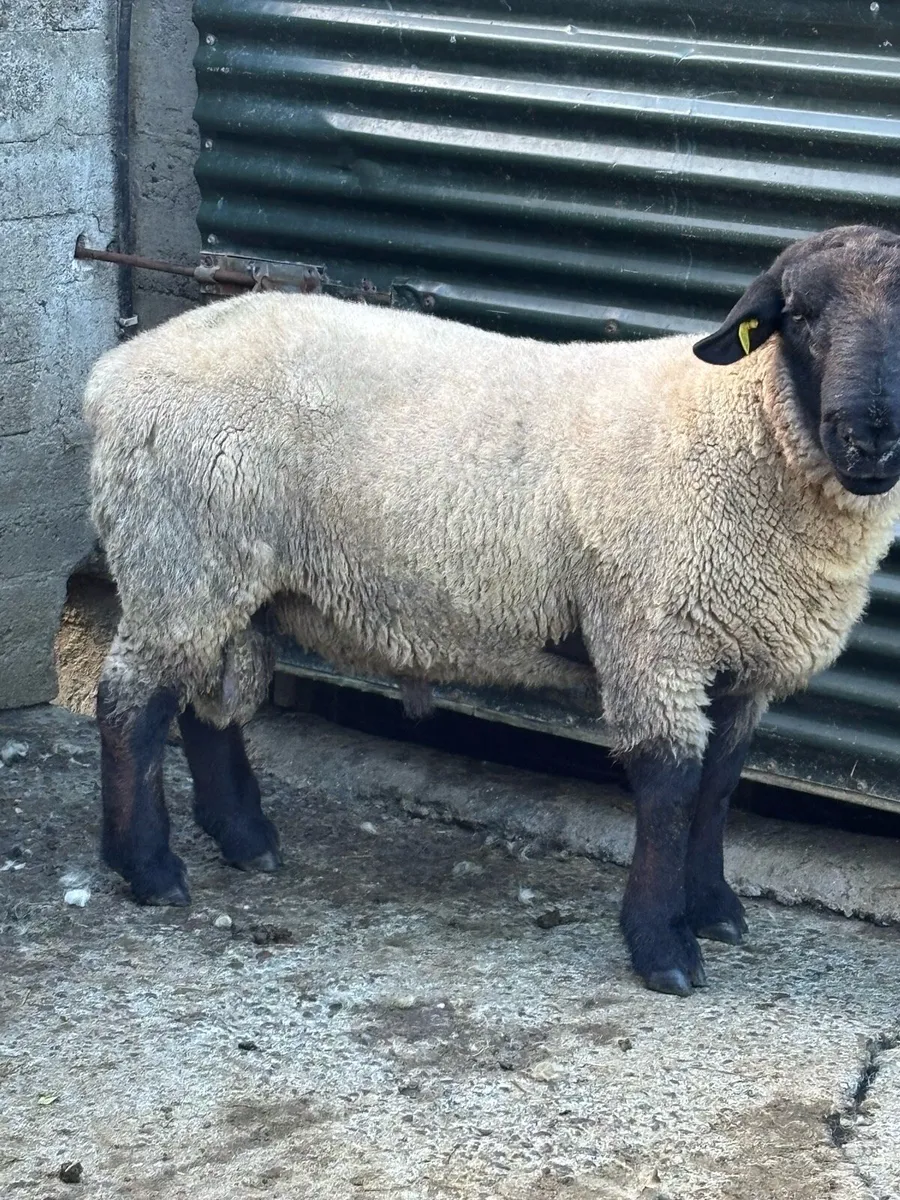 Sheep - Image 3