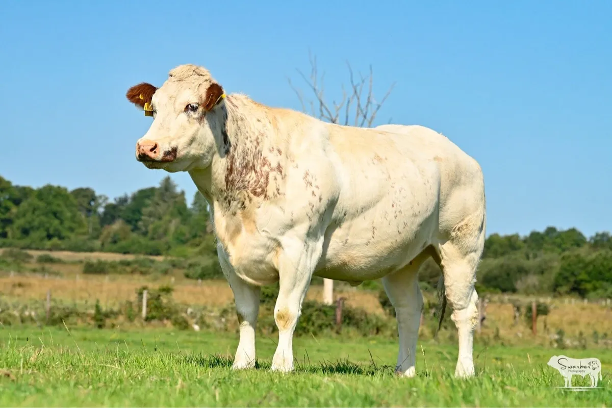 🔥🐄 Show Quality in-Calf heifers 🐄🔥 - Image 1