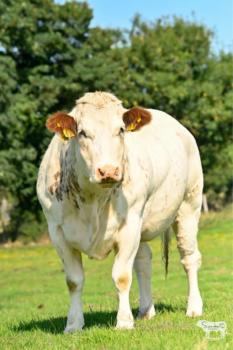 🔥🐄 Show Quality in-Calf heifers 🐄🔥 - Image 2