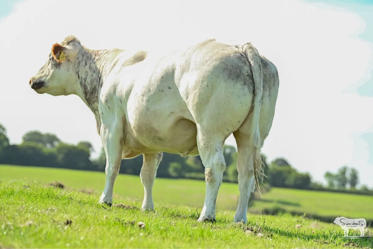 🔥🐄 Show Quality in-Calf heifers 🐄🔥 - Image 3
