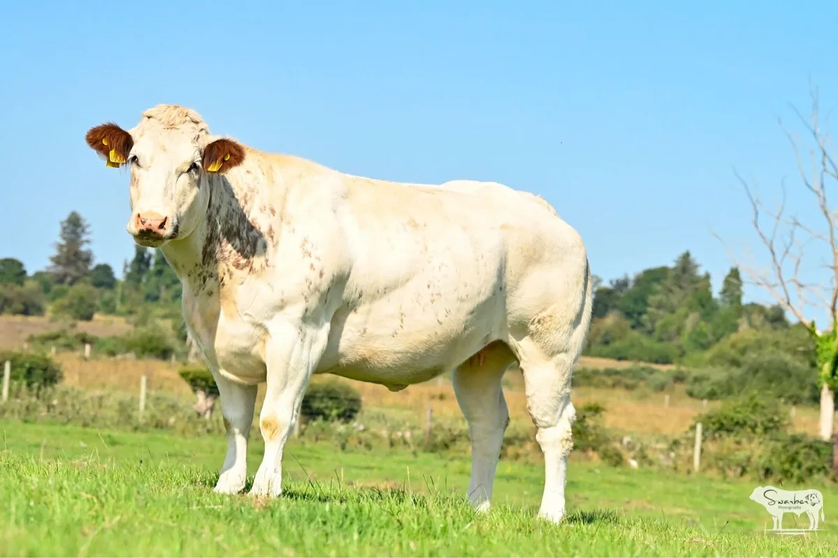 🔥🐄 Show Quality in-Calf heifers 🐄🔥 - Image 4