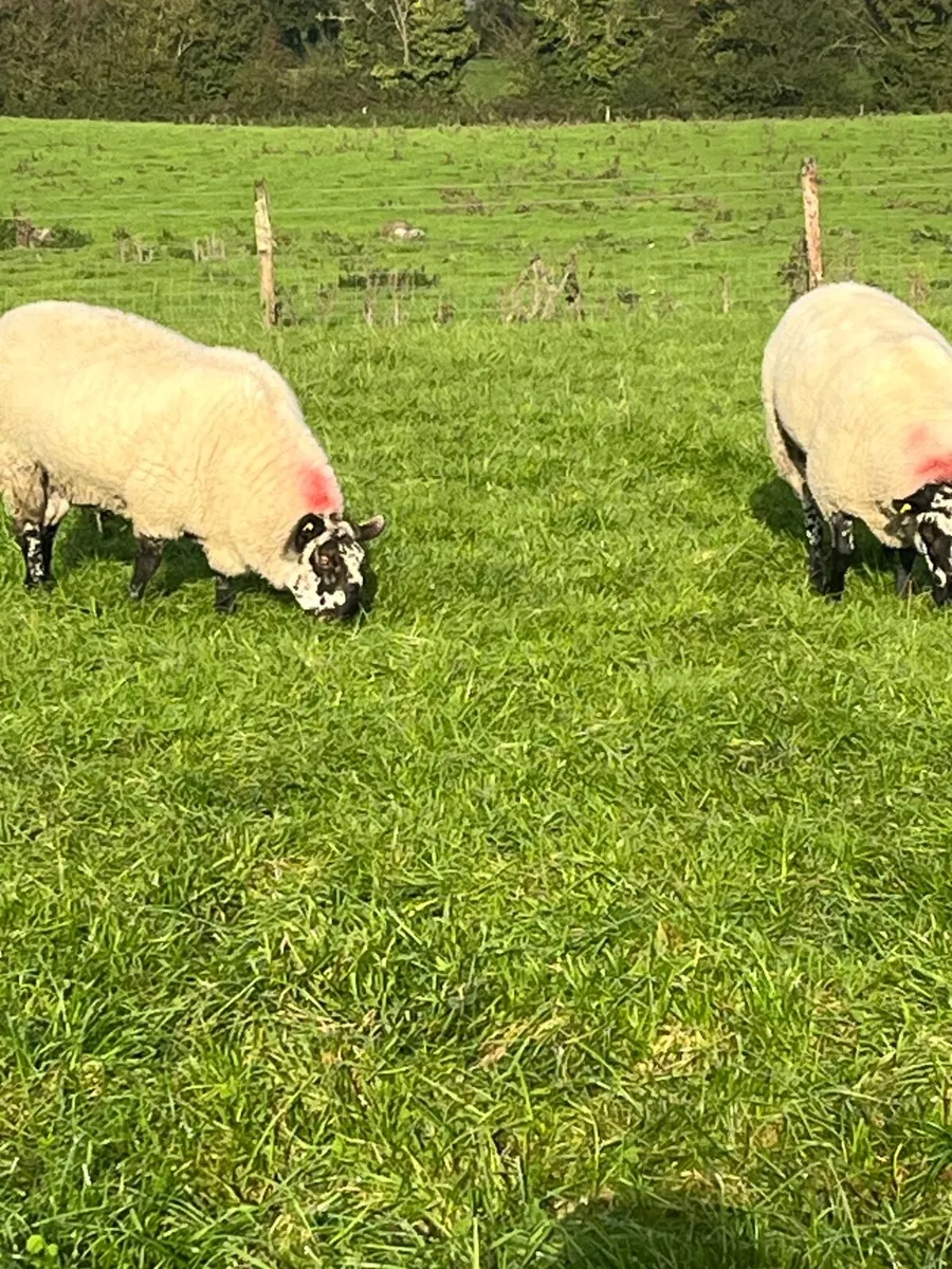 Sheep  Milford Rams - Image 1