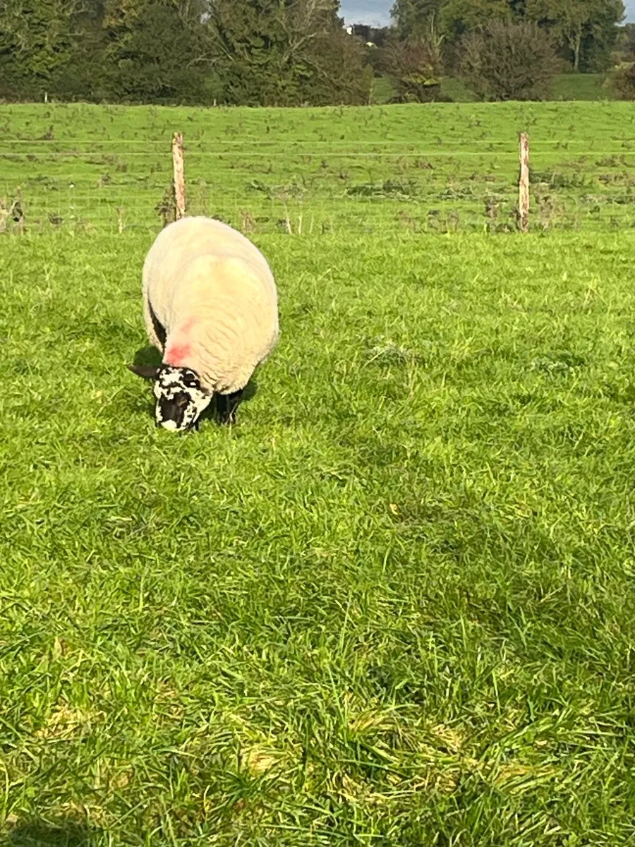 Sheep  Milford Rams - Image 2
