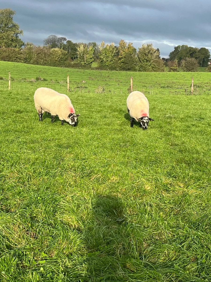 Sheep  Milford Rams - Image 4