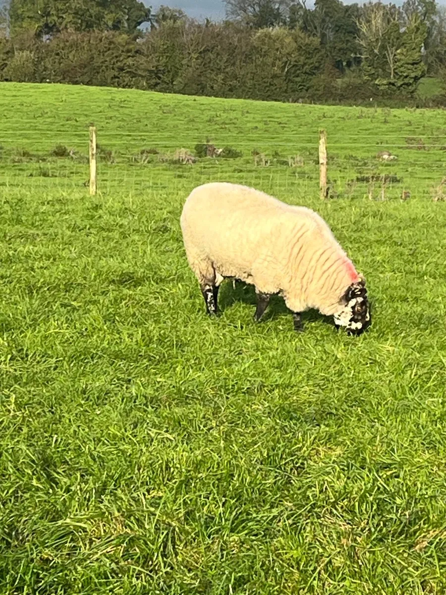 Sheep  Milford Rams - Image 3