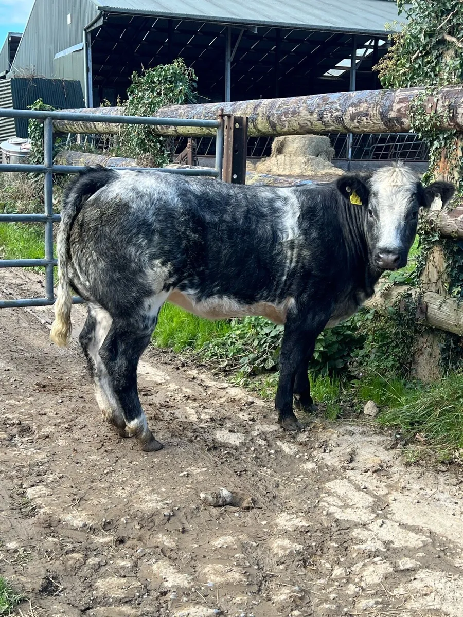 Belgian Blue heifer - Image 1
