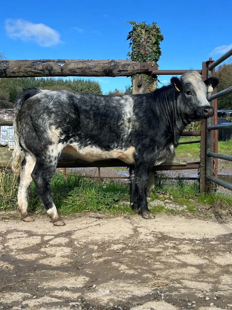 Belgian Blue heifer - Image 2