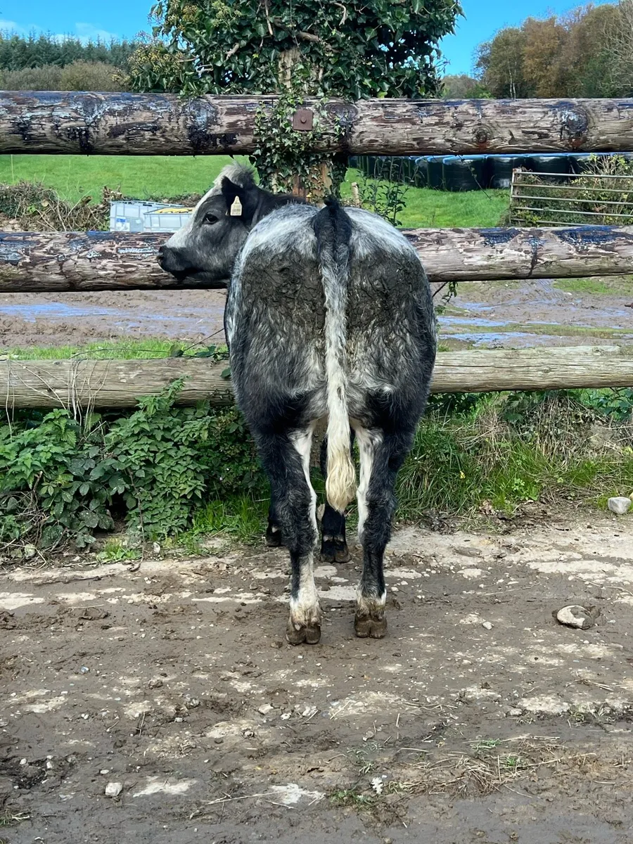 Belgian Blue heifer - Image 3