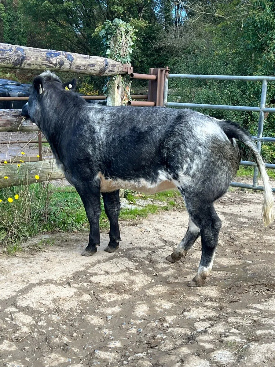 Belgian Blue heifer - Image 4